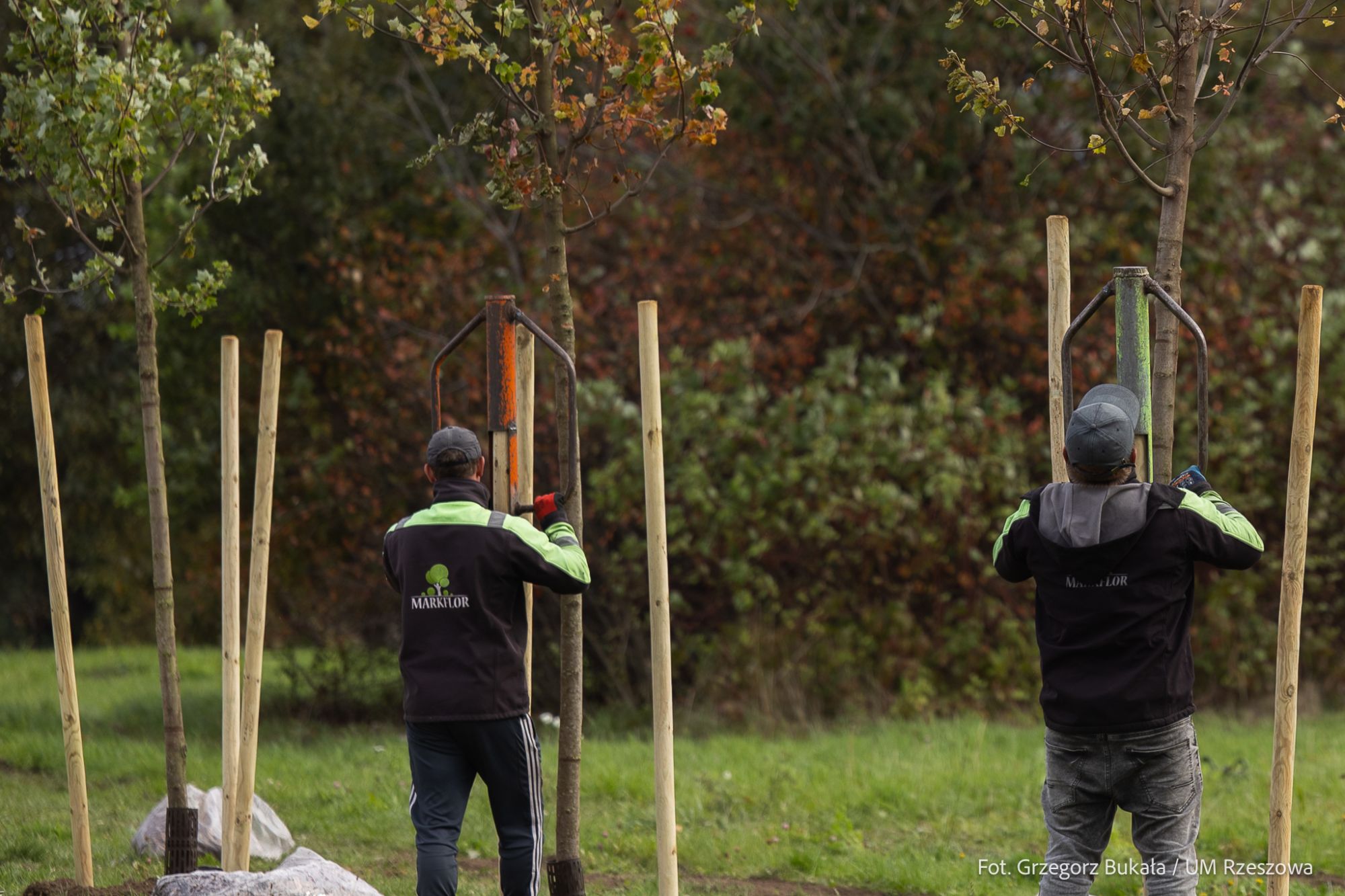 zdjęcie z nasadzień nowych drzew przy ul. Bydgoskiej w Rzeszowie, fot. Grzegorz Bukała, Urząd Miasta Rzeszowa